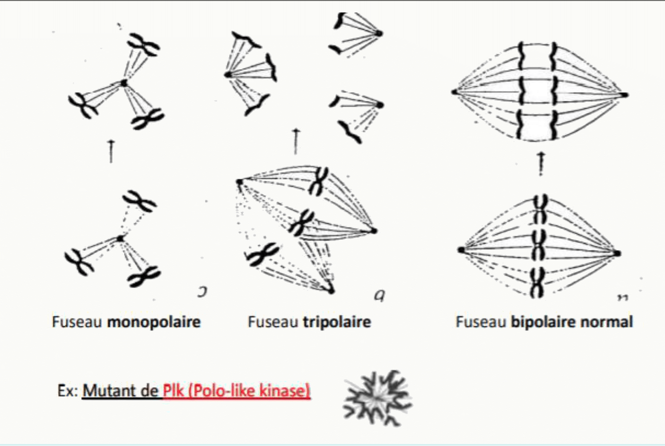 Fuseaux anormaux monopolaire et tripolaire comparés au fuseau bipolaire normal, exemple du mutant Plk