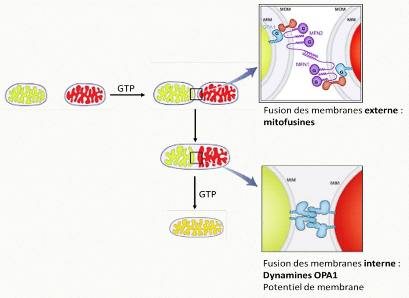 Fusion mitochondriale : mitofusines pour la membrane externe, OPA1 pour la membrane interne