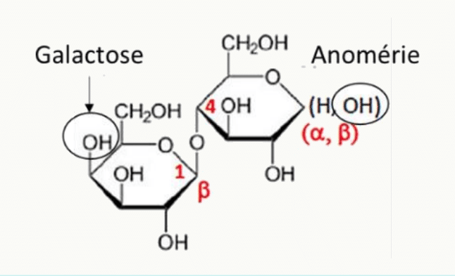 Galactose et position de son hydroxyle anomérique définissant les formes alpha et bêta