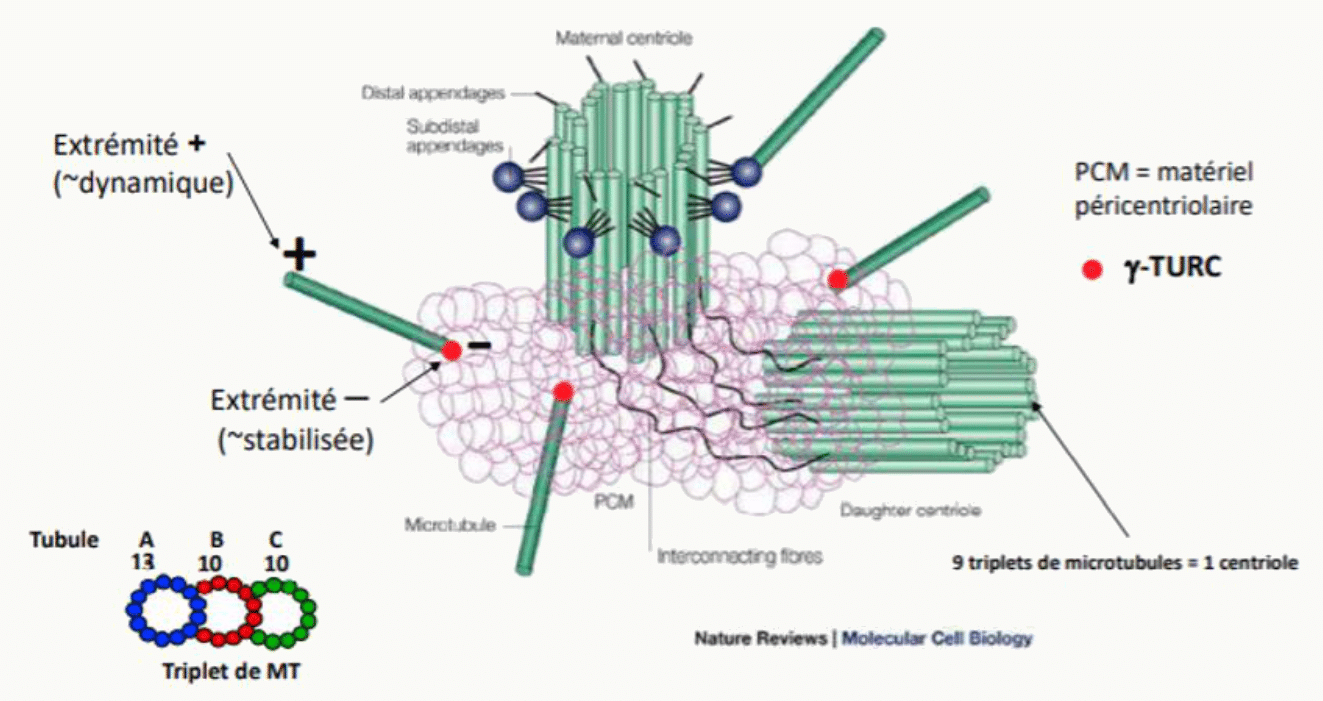 Complexe gamma-TuRC amorçant la nucléation des microtubules au centrosome, extrémités plus et moins