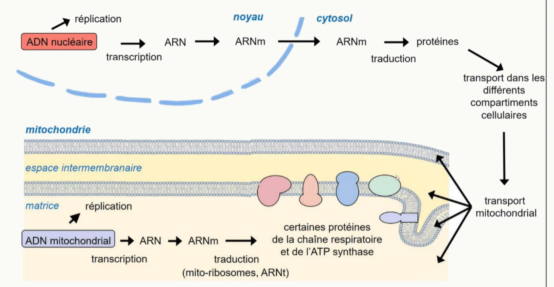 Expression comparée de l'ADN nucléaire et de l'ADN mitochondrial et double origine des protéines mitochondriales