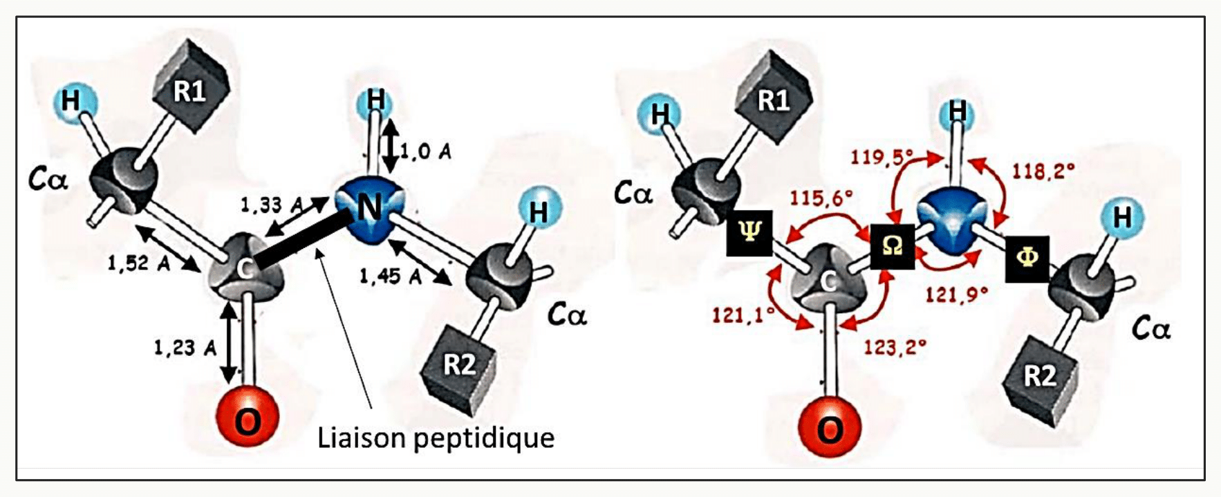 Géométrie de la liaison peptidique : longueurs, angles de valence et plan amide rigide