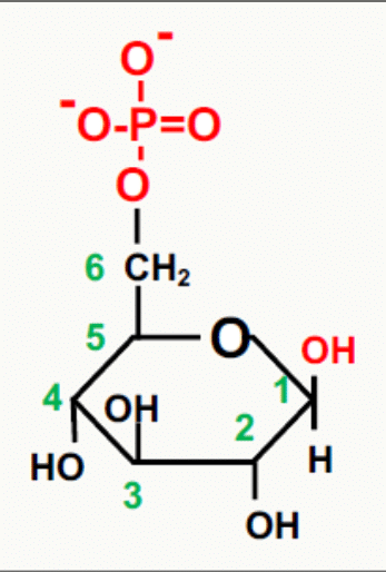 Formule du glucose-6-phosphate