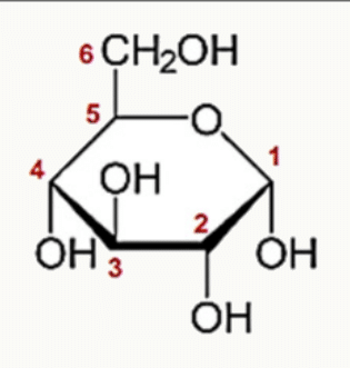 Numérotation des carbones et position des hydroxyles du glucose cyclique