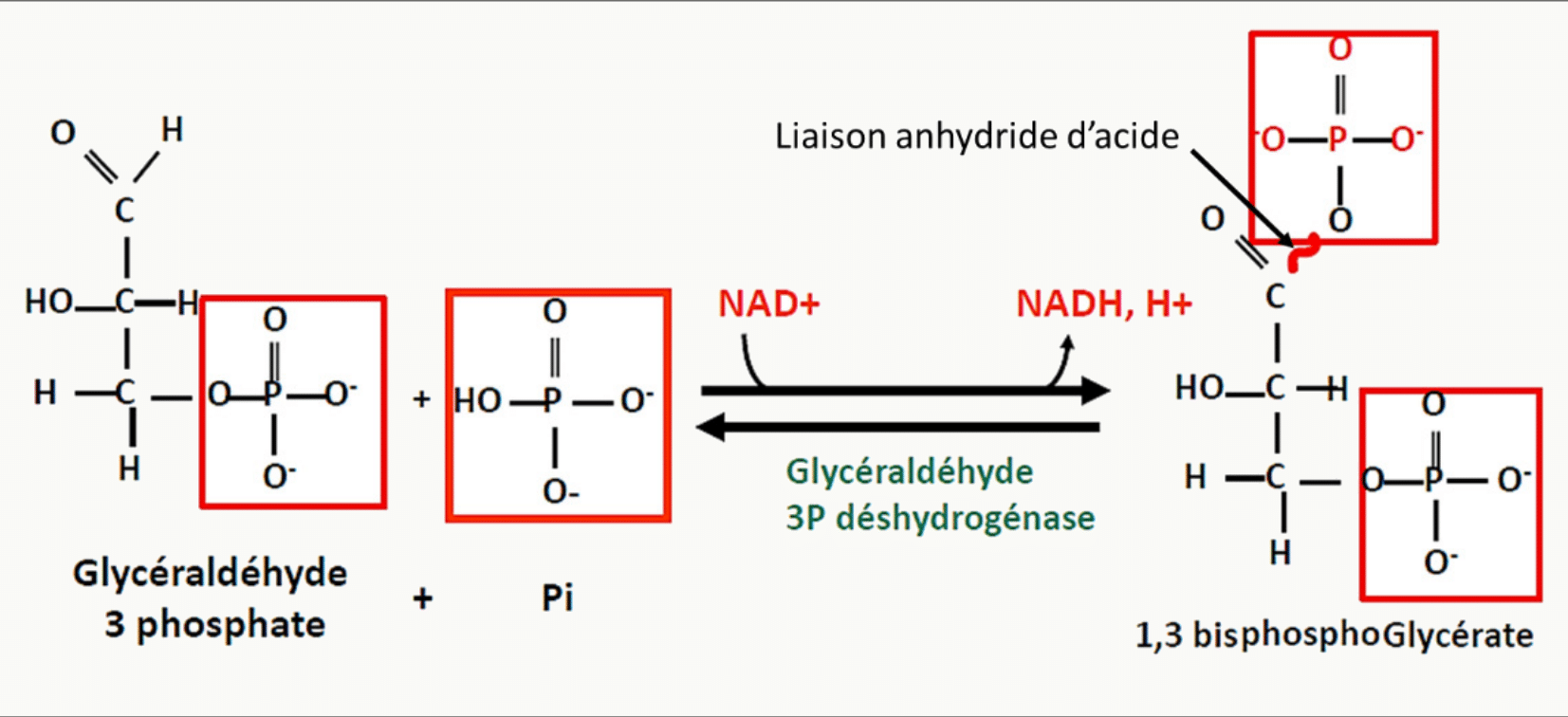 Oxydation du glycéraldéhyde-3-phosphate en 1,3-bisphosphoglycérate avec réduction du NAD+