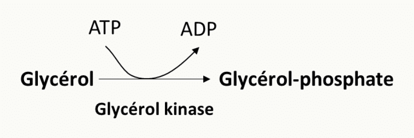 Phosphorylation du glycérol en glycérol-phosphate par la glycérol kinase