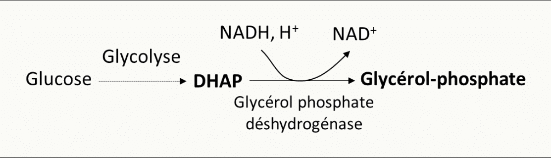 Formation du glycérol-phosphate à partir du DHAP issu de la glycolyse