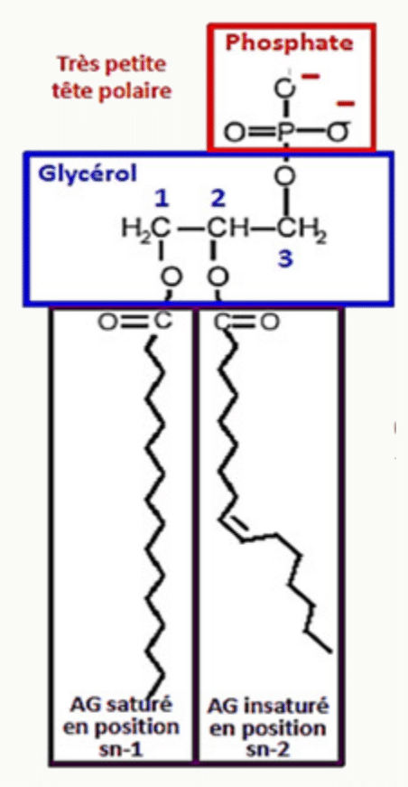 Positions 1, 2 et 3 du glycérol dans un glycérophospholipide, avec acide gras saturé et insaturé
