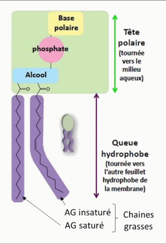 Glycérophospholipide et son organisation en tête polaire et queues hydrophobes
