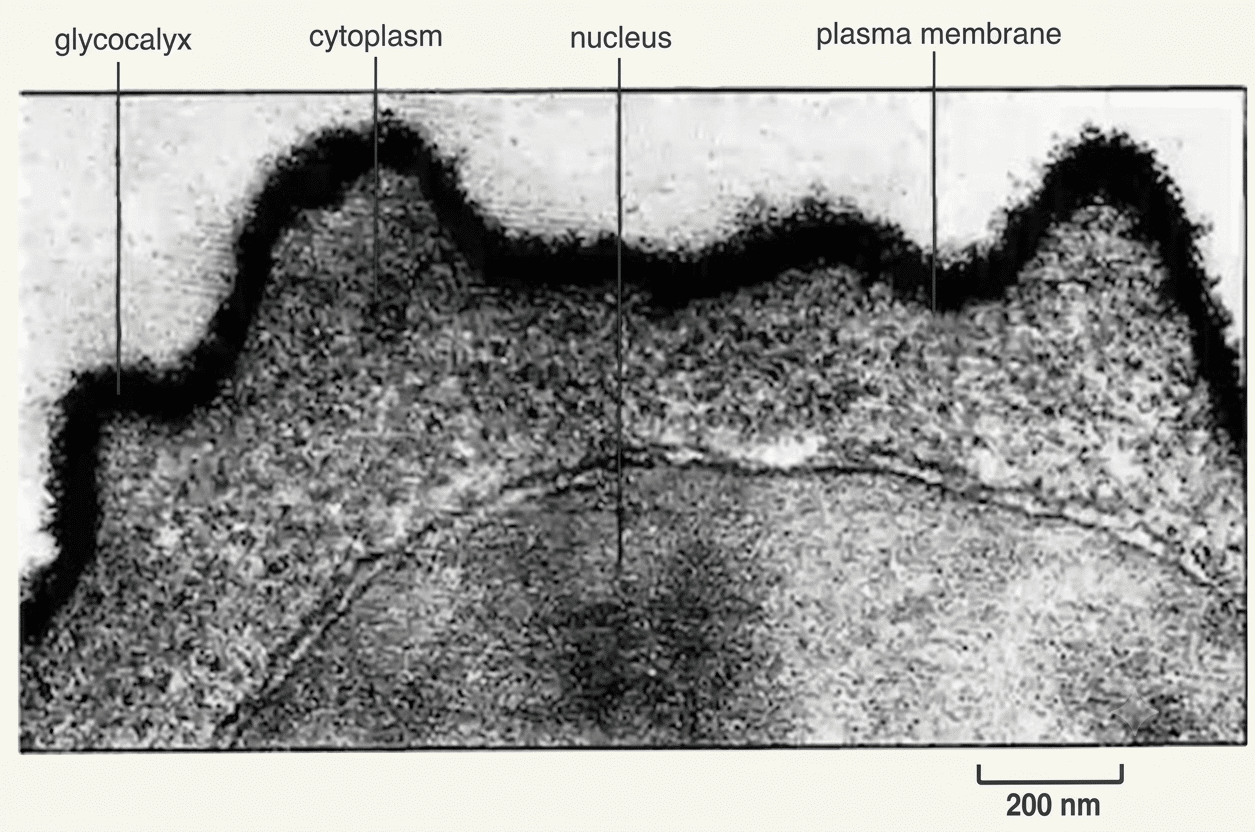 Glycocalyx : manteau glucidique recouvrant la face externe de la membrane plasmique
