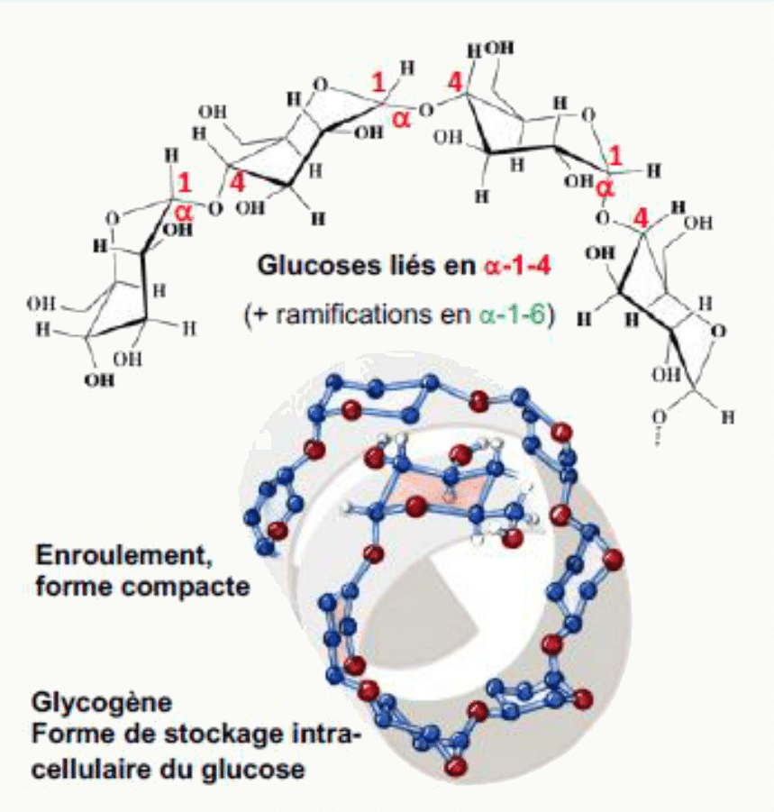 Enroulement du glycogène en forme compacte de stockage intracellulaire du glucose