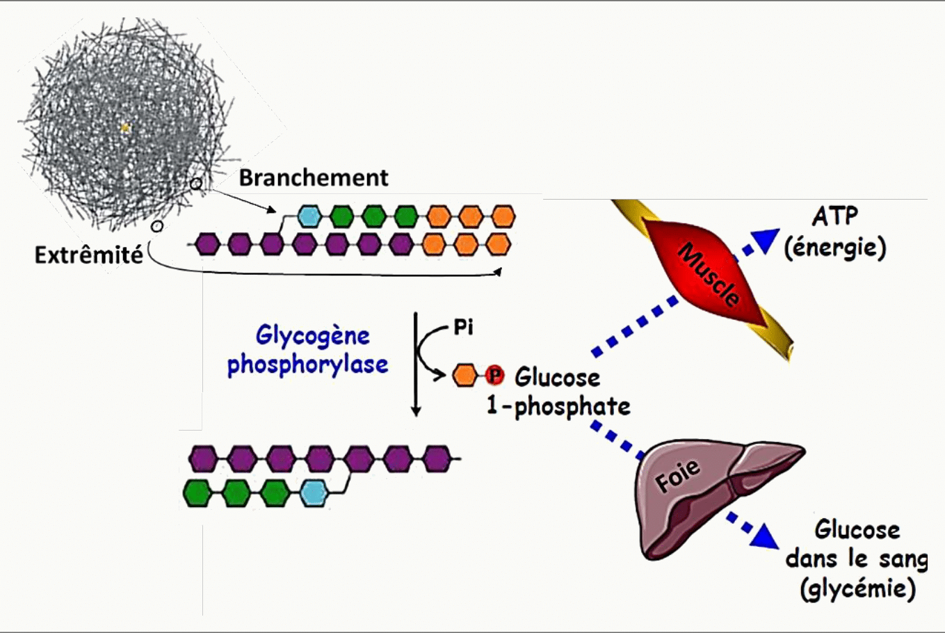 Action de la glycogène phosphorylase libérant du glucose-1-phosphate à partir des branches du glycogène