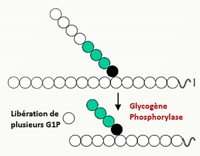 Libération de glucose-1-phosphate par la glycogène phosphorylase depuis une extrémité non réductrice