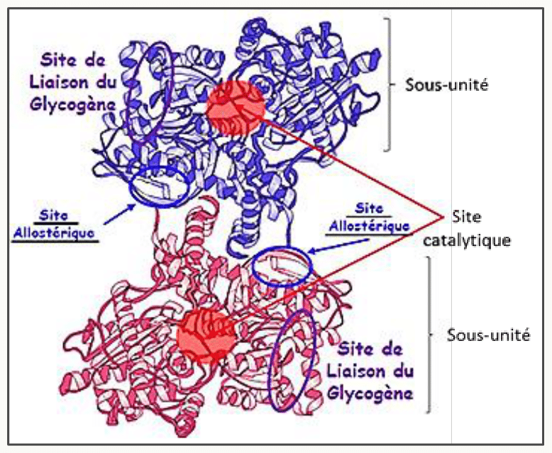 Glycogène phosphorylase dimérique avec ses sites allostériques distincts des sites catalytiques