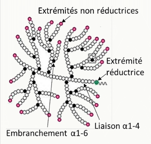 Glycogène ramifié avec ses liaisons α1-4, ses embranchements α1-6 et ses extrémités réductrice et non réductrices