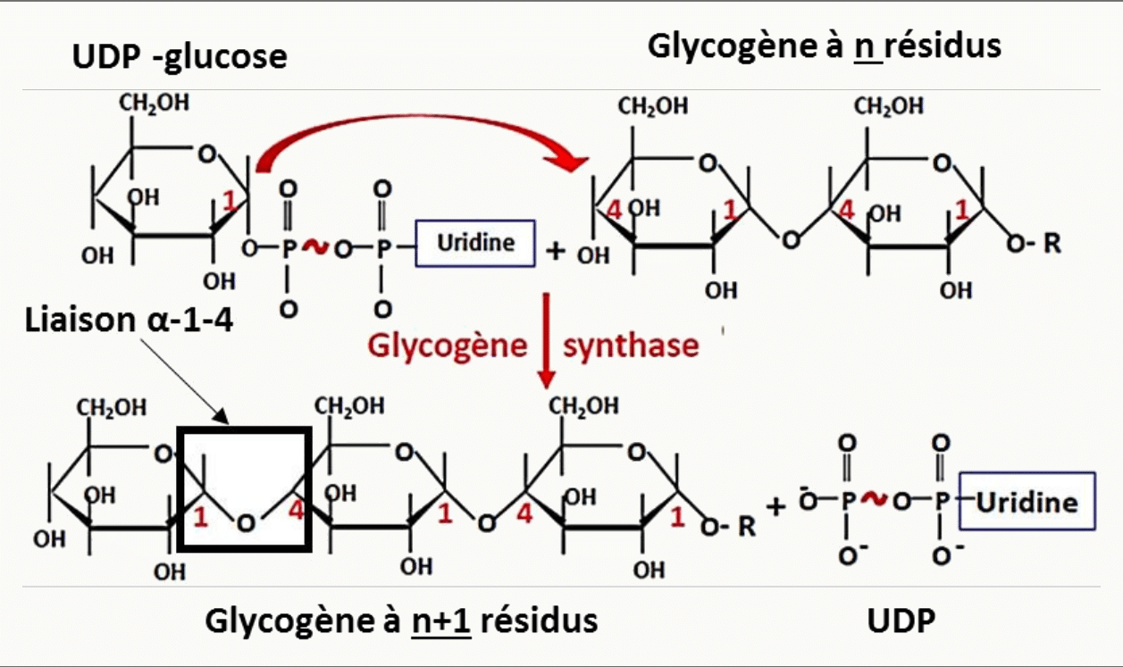 Allongement de la chaîne de glycogène par la glycogène synthase à partir d'UDP-glucose