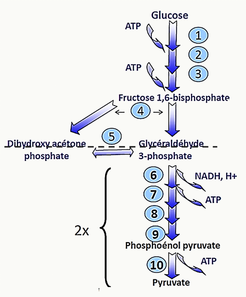 Les dix étapes de la glycolyse, du glucose au pyruvate, avec les ATP consommés et produits