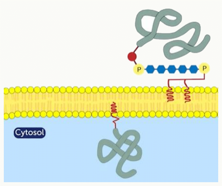 Glycoprotéines et glycolipides portant leurs chaînes glucidiques exclusivement sur la face externe de la membrane