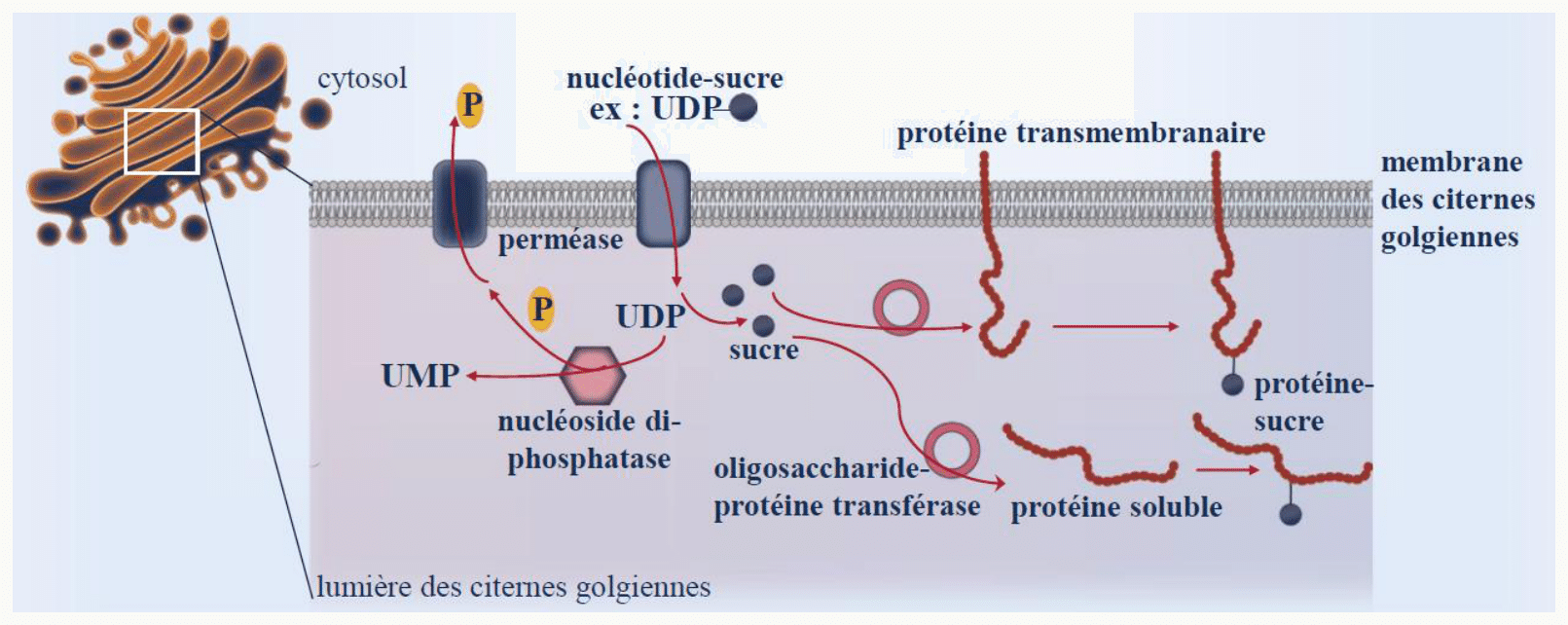 Glycosylation dans les citernes golgiennes à partir de nucléotides-sucres importés du cytosol