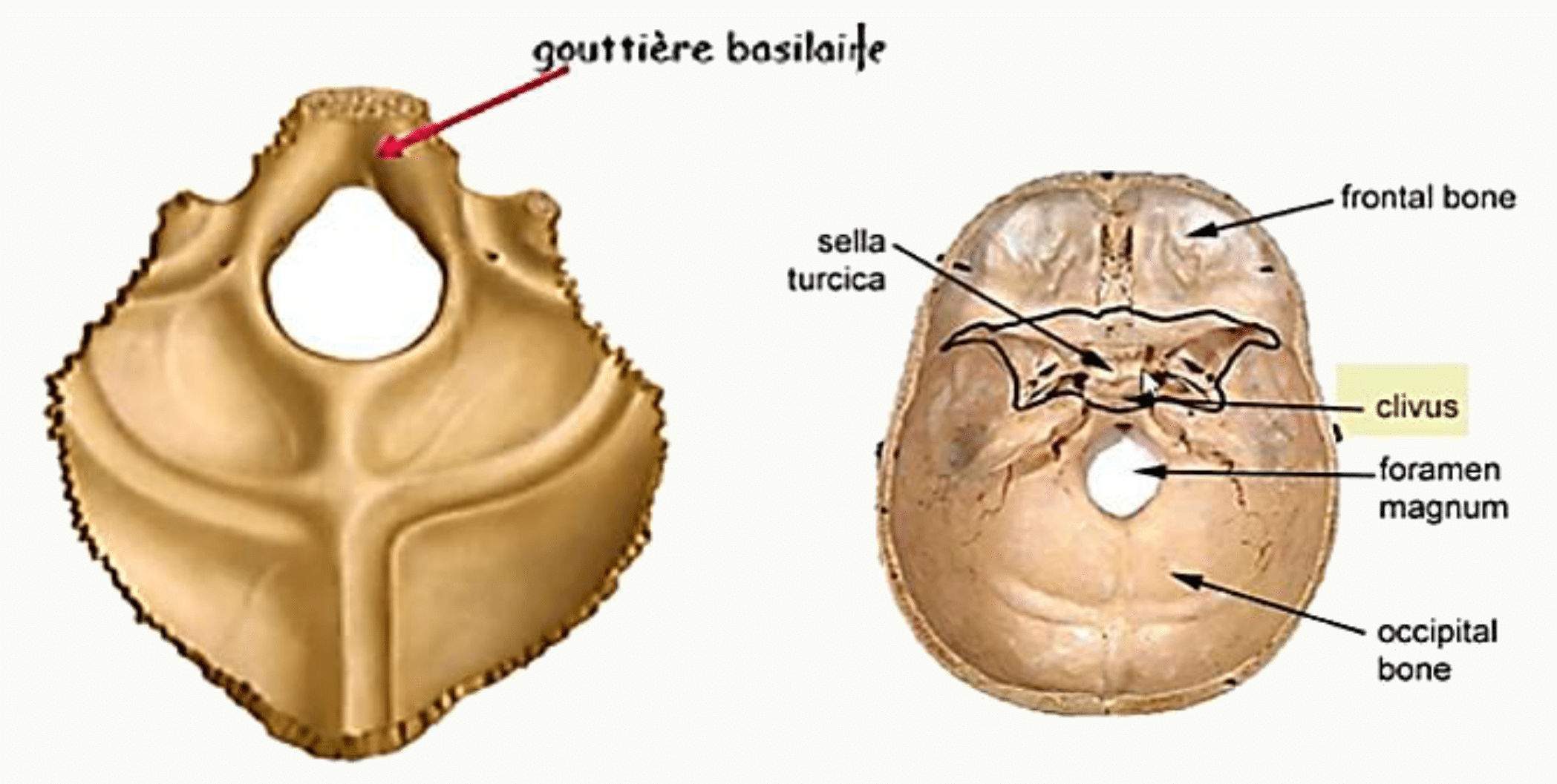 Gouttière basilaire et clivus en avant du foramen magnum