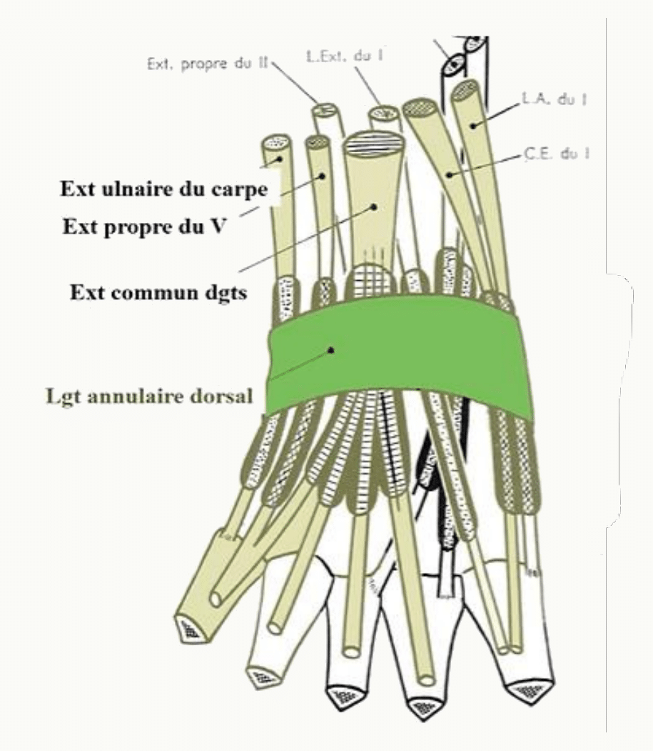 Gouttières bicipitales médiale et latérale du coude et éléments vasculo-nerveux qu'elles contiennent