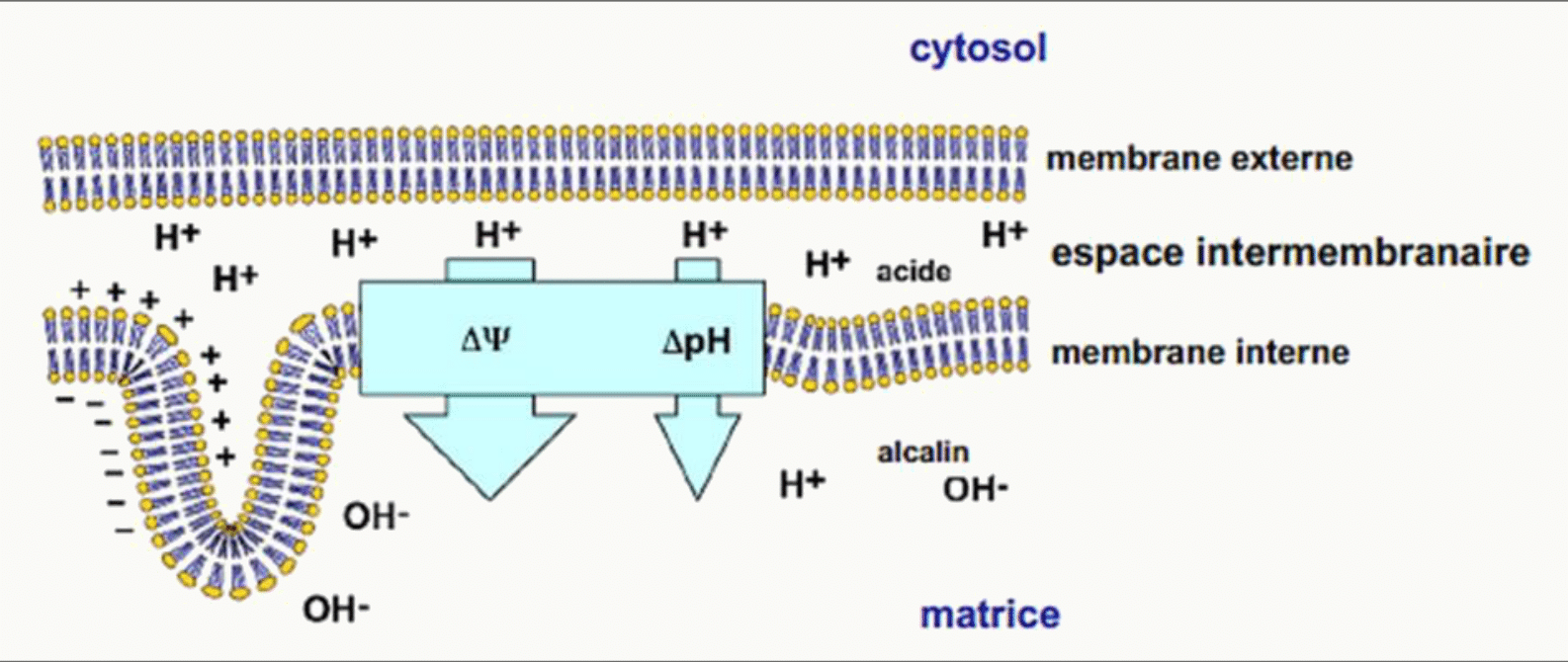 Gradient de protons de part et d'autre de la membrane interne, avec ses composantes électrique et chimique