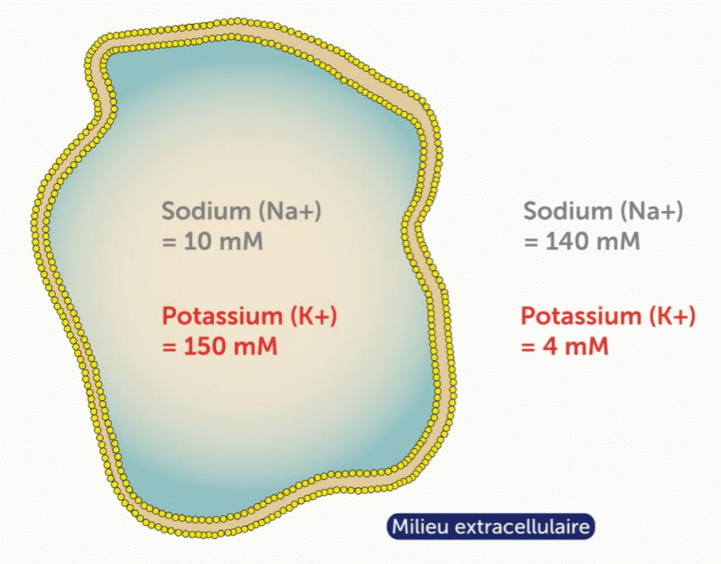 Gradients de sodium et de potassium de part et d'autre de la membrane plasmique