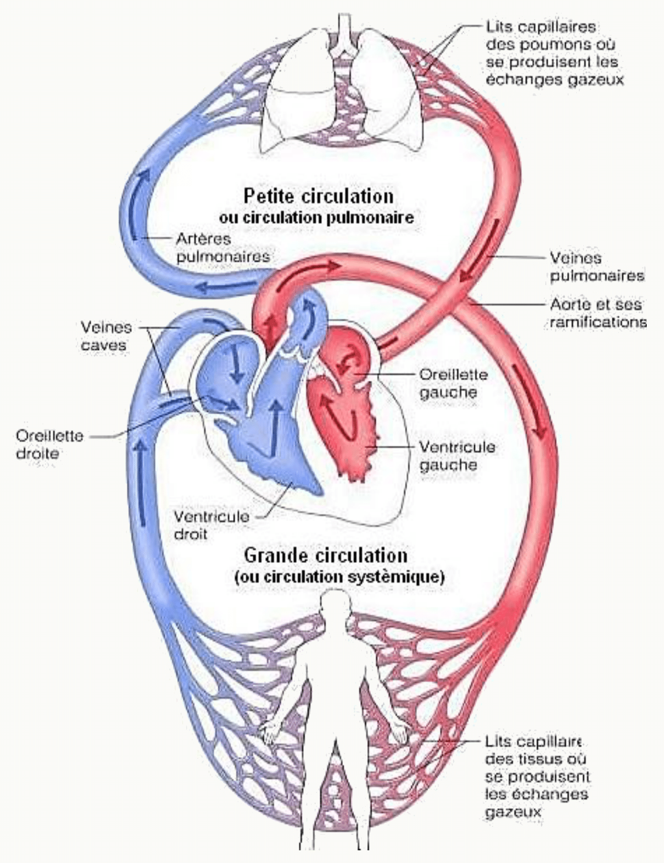 Grande circulation systémique et petite circulation pulmonaire reliées par le cœur