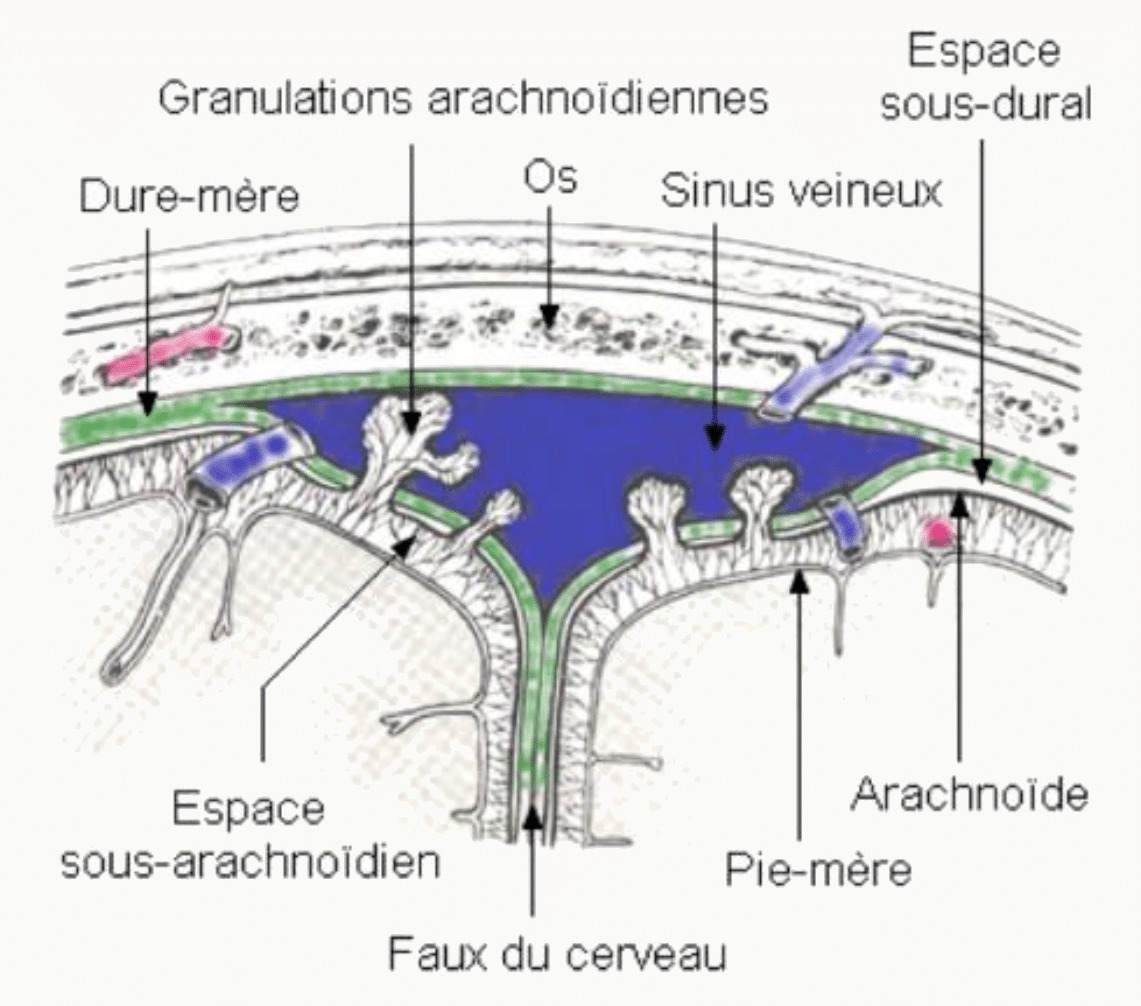 Granulations arachnoïdiennes, sinus veineux, faux du cerveau et espace sous-arachnoïdien