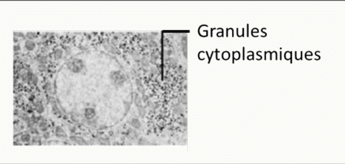 Granules de glycogène dans le cytoplasme observés au microscope électronique