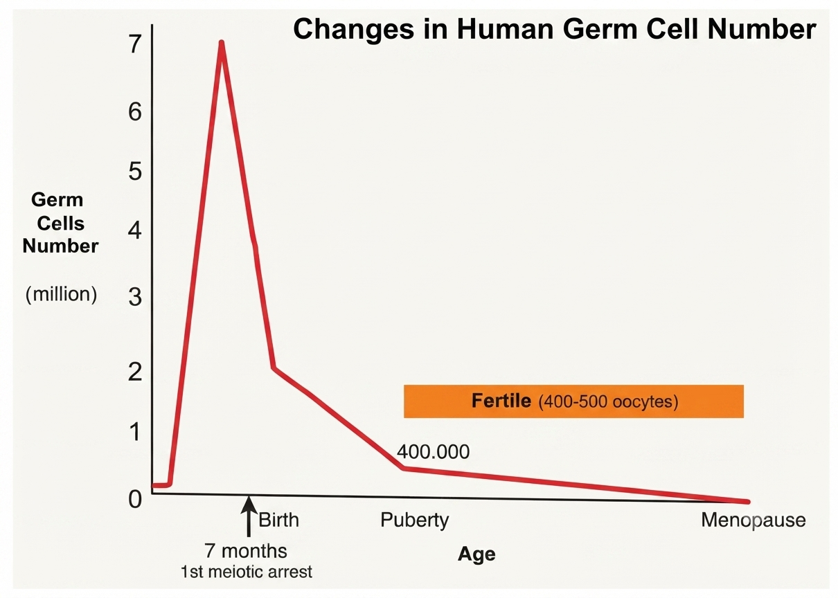 Évolution du nombre de cellules germinales et de follicules en fonction de l'âge