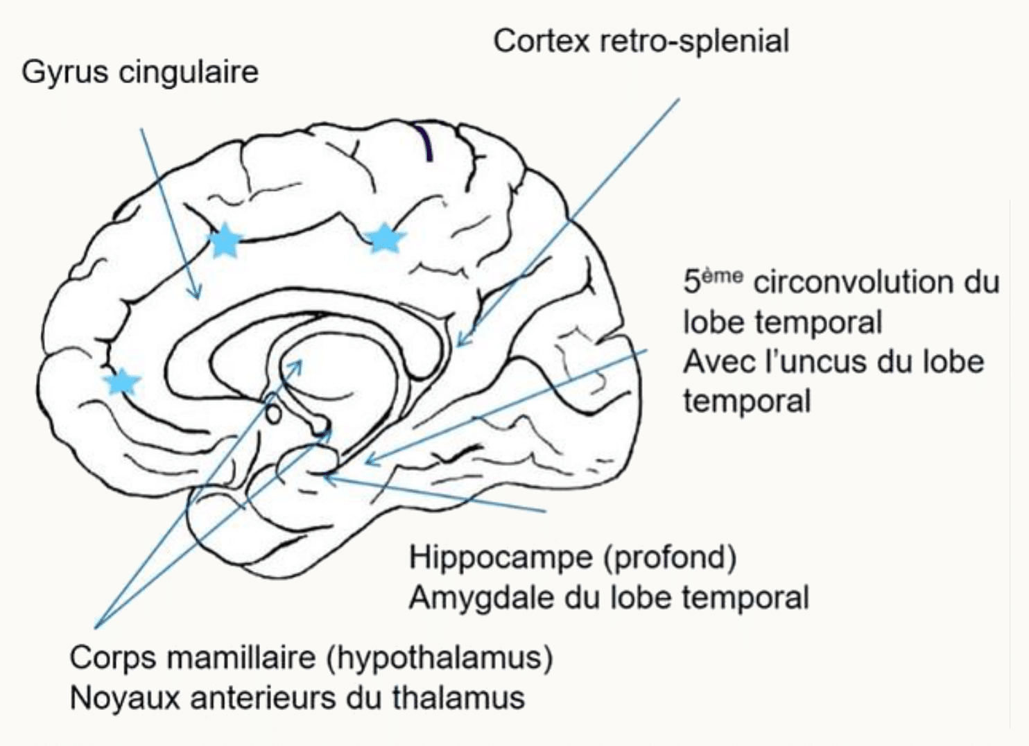 Gyrus cingulaire, cortex rétro-splénial, hippocampe et corps mamillaire de la face médiale