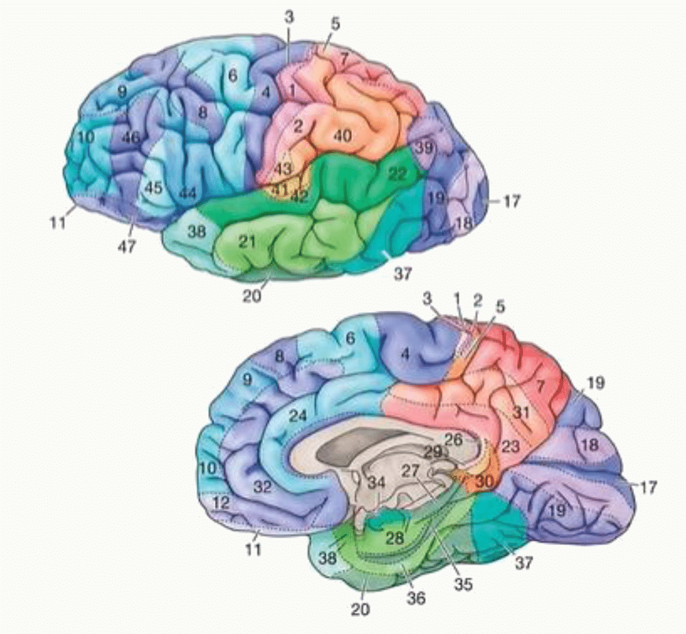 Gyrus numérotés des faces latérale et médiale de l'hémisphère cérébral