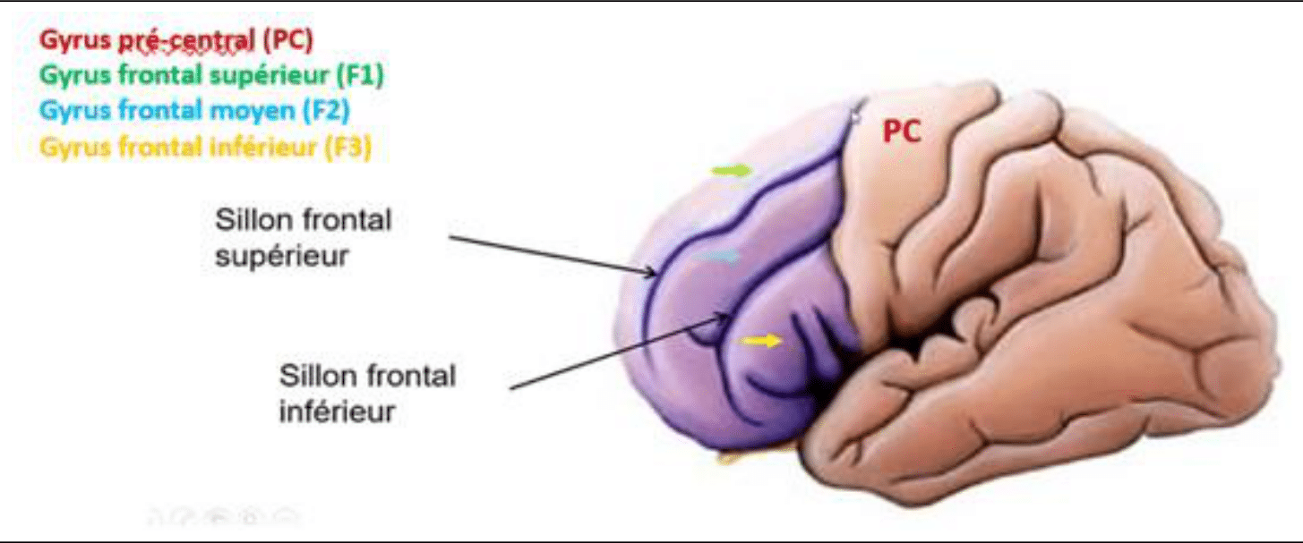 Gyrus pré-central, post-central et frontal supérieur de la face latérale