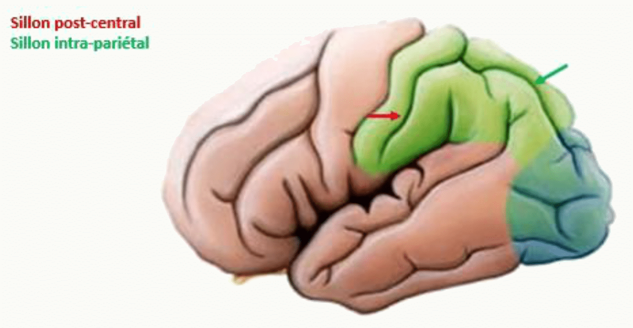 Gyrus supramarginal et gyrus angulaire de part et d'autre du sillon intra-pariétal