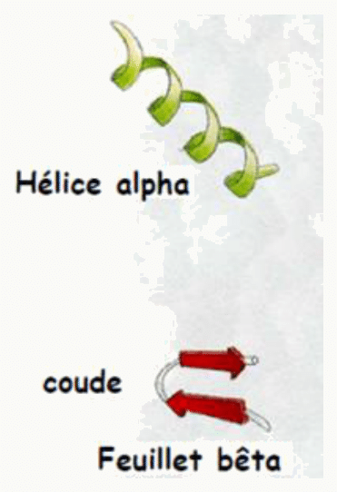 Hélice alpha, coude et feuillet bêta en représentation en ruban