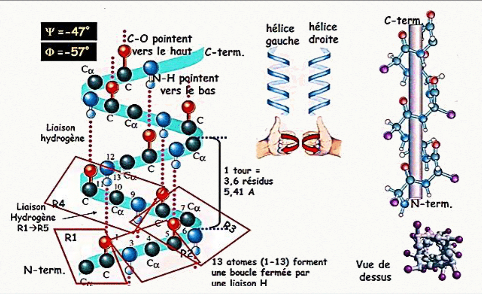 Hélice alpha stabilisée par des liaisons hydrogène, avec un pas de 3,6 résidus par tour