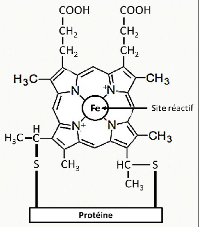 Hème d'un cytochrome, avec son fer central comme site réactif, ancré à la protéine
