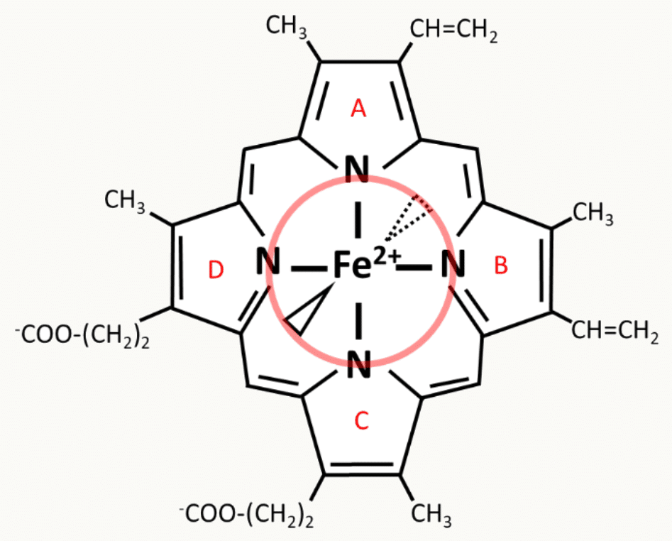 Hème formé d'une protoporphyrine à quatre noyaux pyrrole coordonnant un ion fer II central