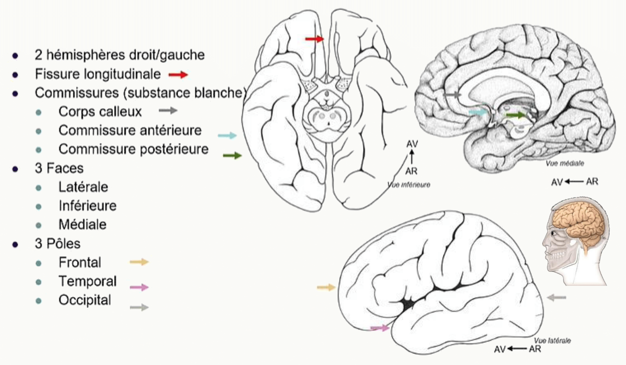 Les deux hémisphères cérébraux, leurs commissures et leurs lobes