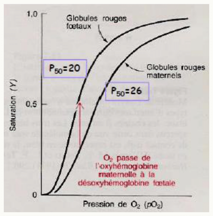Courbes de saturation de l'hémoglobine fœtale et de l'hémoglobine maternelle et transfert d'oxygène