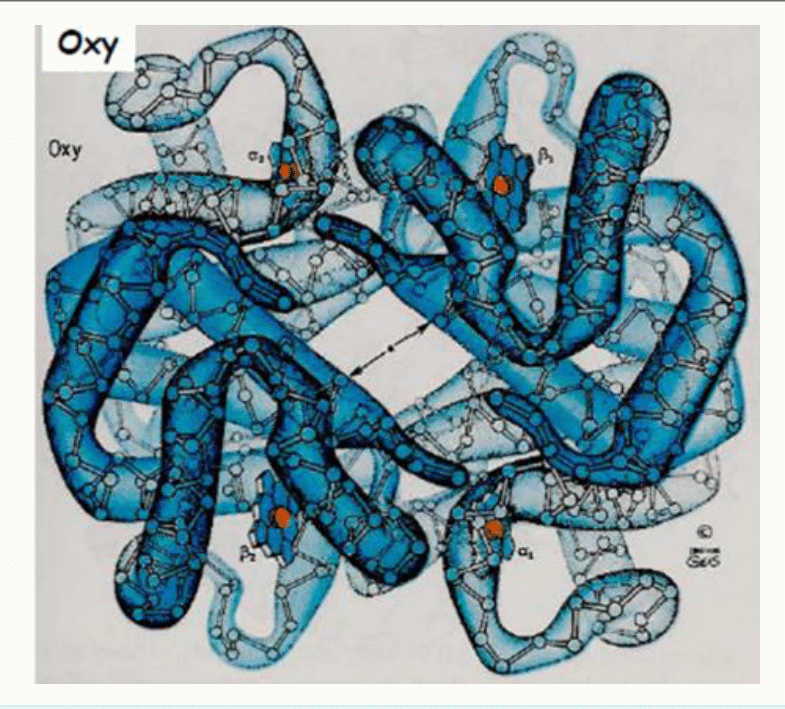 Hémoglobine oxygénée en représentation en ruban avec ses quatre sous-unités et leurs hèmes