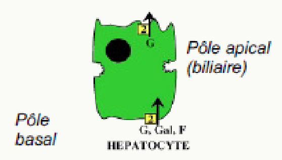 Hépatocyte et ses pôles apical biliaire et basal, avec ses transporteurs de glucose