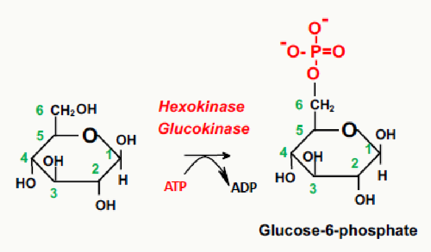 Phosphorylation du glucose en glucose-6-phosphate par l'hexokinase ou la glucokinase