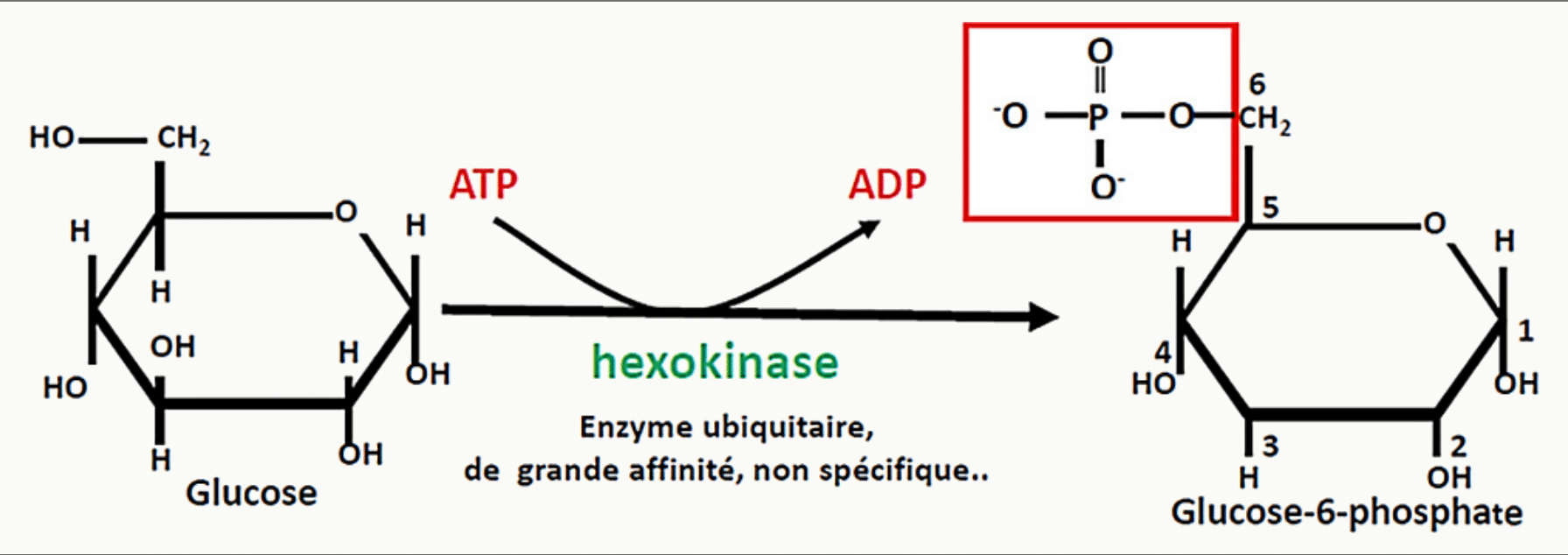 Phosphorylation du glucose en glucose-6-phosphate par l'hexokinase