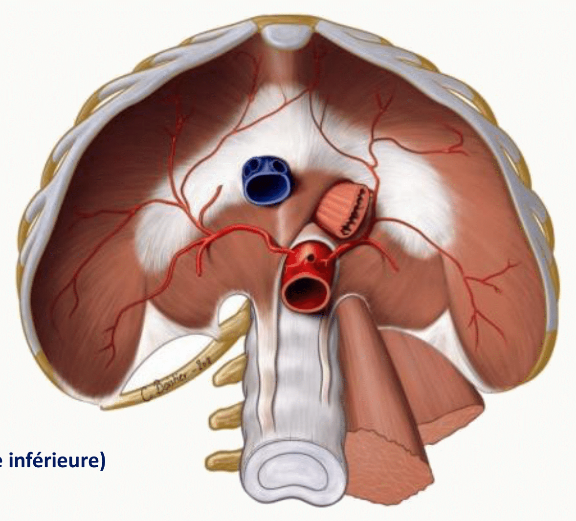 Hiatus du diaphragme livrant passage à l'aorte, à l'œsophage et à la veine cave inférieure