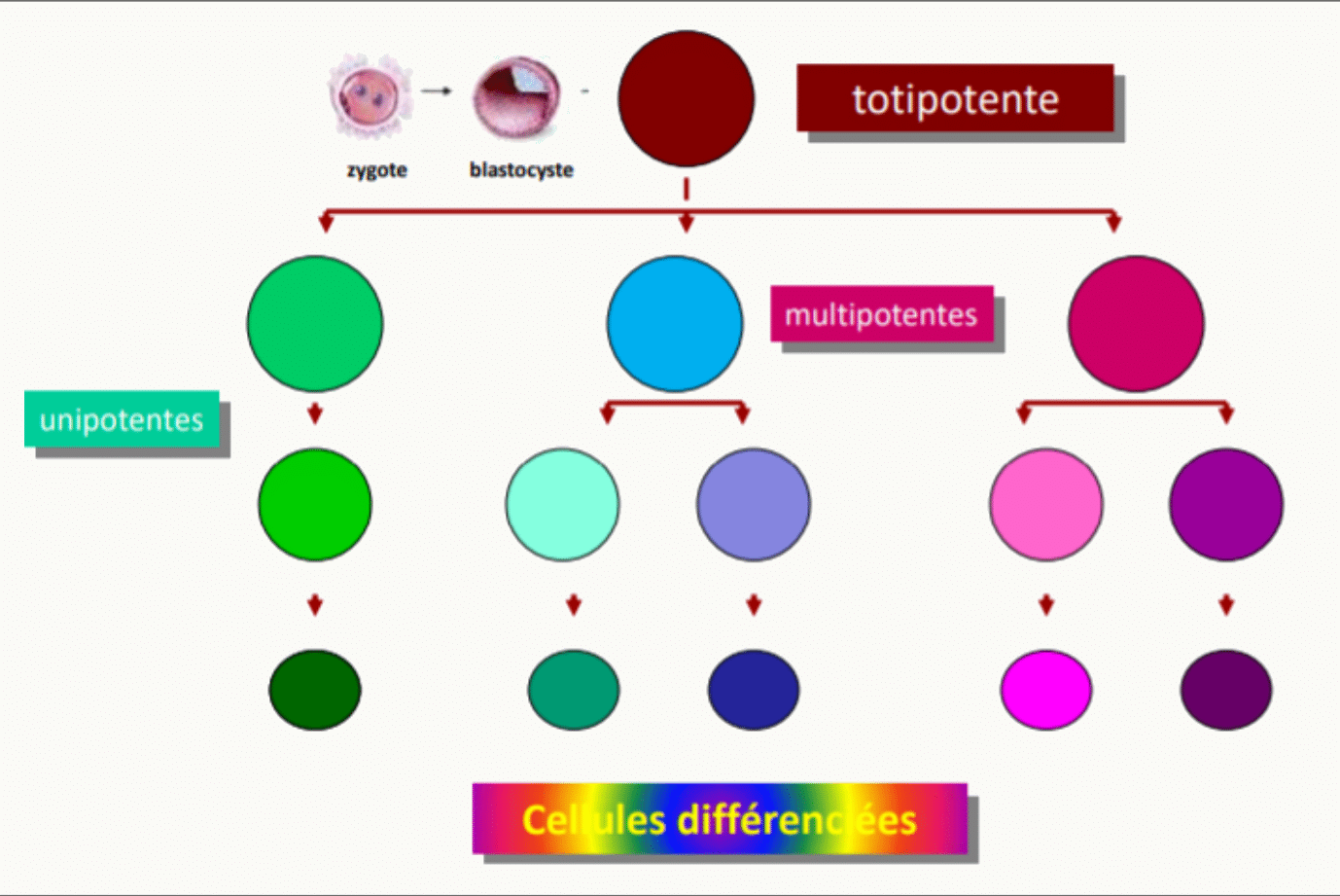 Hiérarchie des cellules souches, de la cellule totipotente aux cellules multipotentes, unipotentes puis différenciées