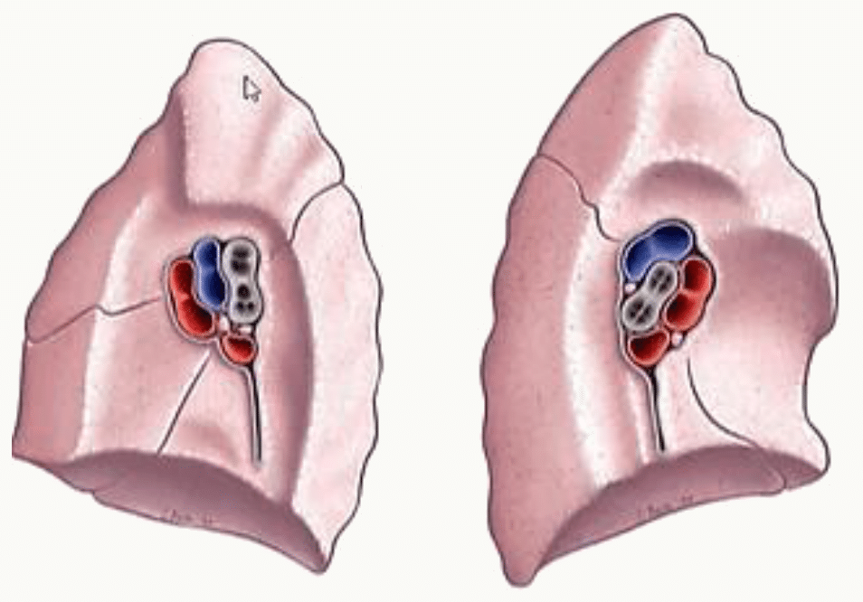 Hiles pulmonaires droit et gauche sur les faces médiastinales des poumons