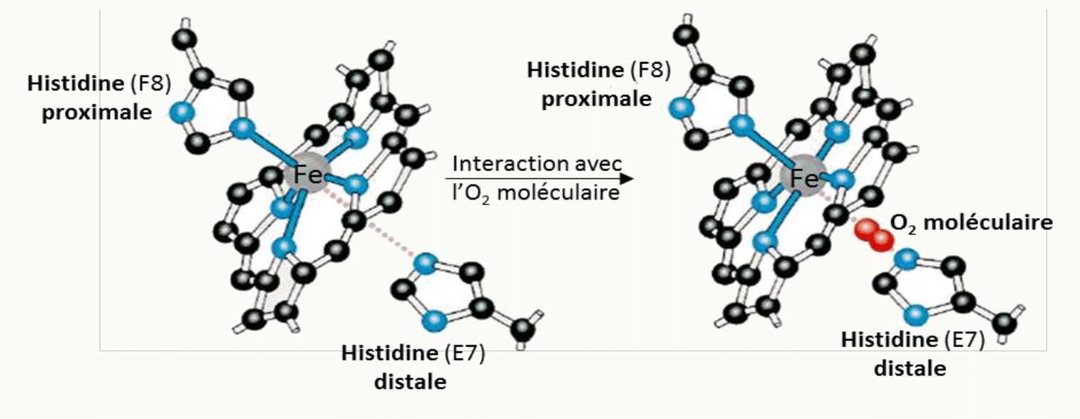 Histidines proximale et distale encadrant l'hème lors de la fixation de l'oxygène
