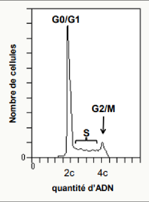 Histogramme de cytométrie montrant les populations en G0/G1, en S et en G2/M selon leur quantité d'ADN